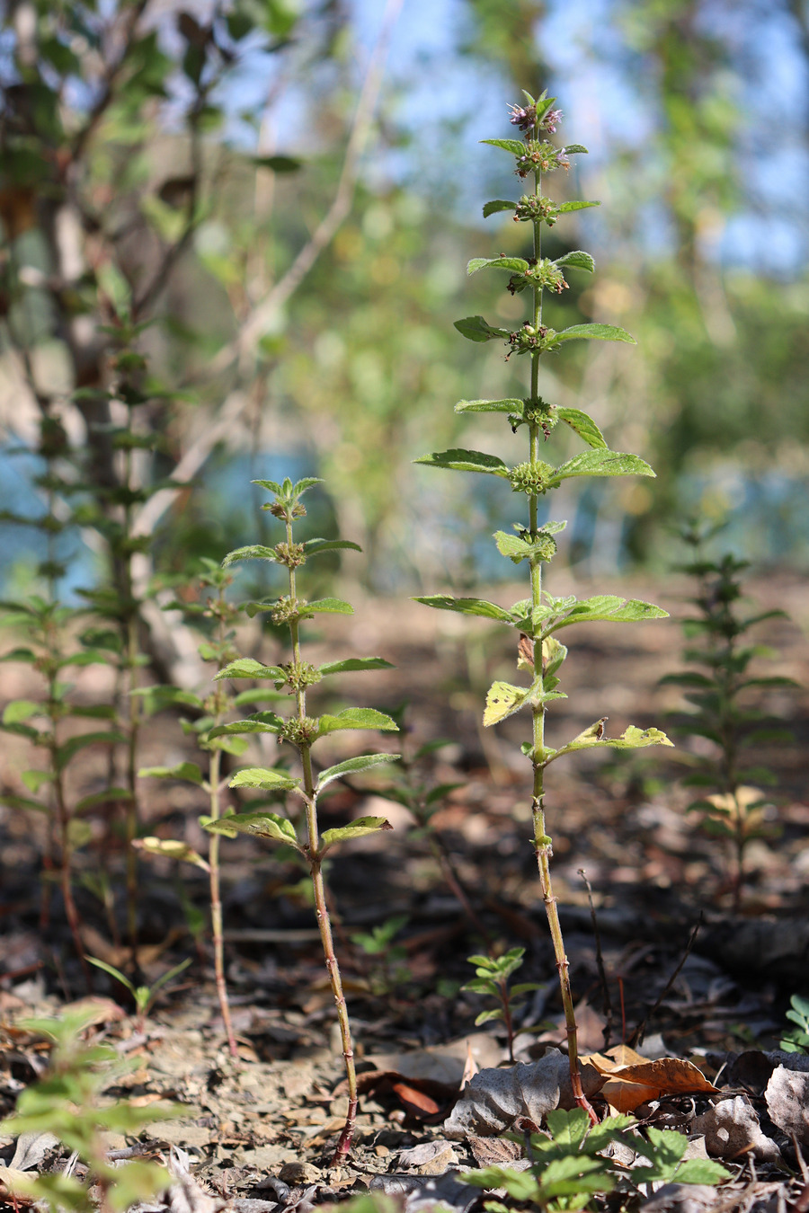 Изображение особи Mentha &times; verticillata.