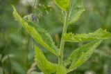 genus Cirsium. Часть побега. Краснодарский край, Адлерский р-н, окр. с. Эстосадок, северный склон хр. Аибга, выс. ≈ 2100 м н.у.м., субальпийский луг. 11.08.2020.