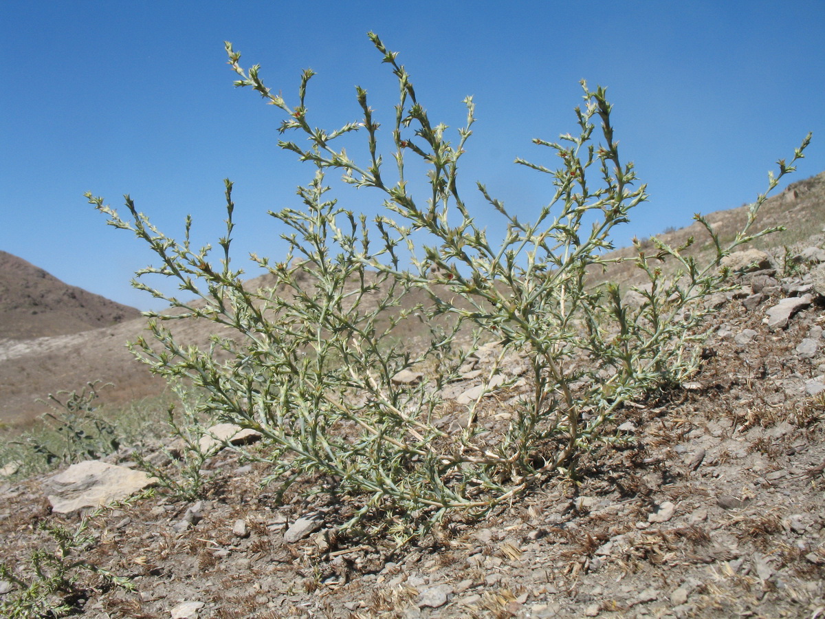 Image of Girgensohnia oppositiflora specimen.