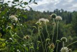 Knautia tatarica. Верхушки цветущих, плодоносящих и бутонизирующих побегов. Башкортостан, Белорецкий р-н, Зигазинский сельсовет, долина р. Зилим, разнотравный луг. 30 августа 2020 г.