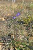 Campanula wolgensis