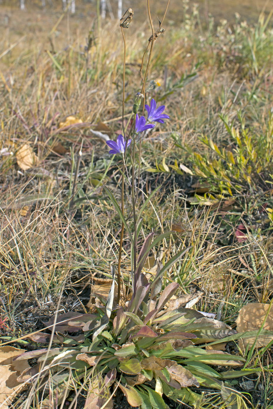 Image of Campanula wolgensis specimen.