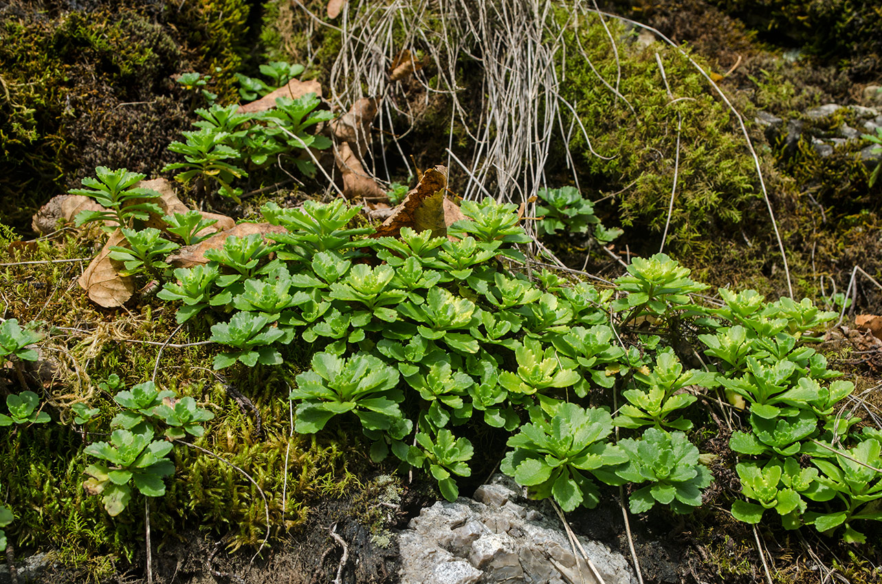 Изображение особи Aizopsis hybrida.