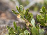 Arctostaphylos uva-ursi