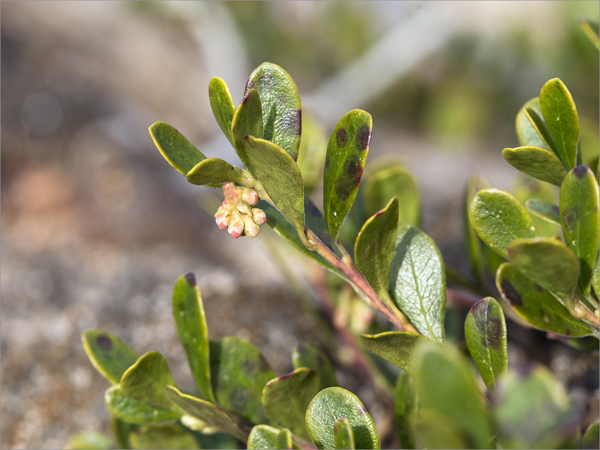 Изображение особи Arctostaphylos uva-ursi.