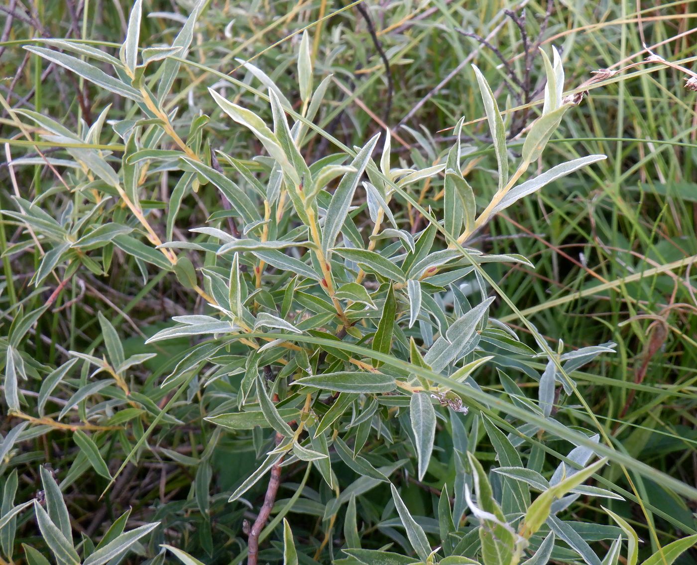 Image of Salix rosmarinifolia specimen.