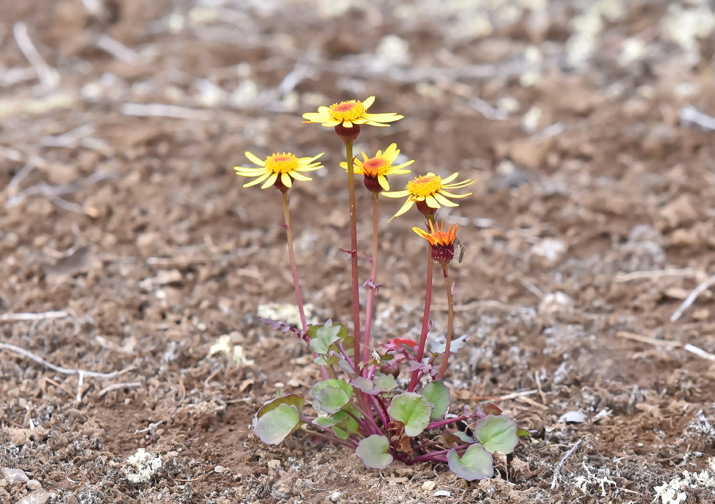 Изображение особи Tephroseris heterophylla.