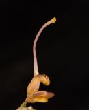 Grevillea olivacea