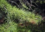Larix occidentalis