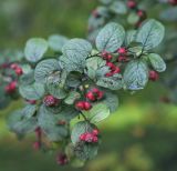 Cotoneaster tomentosus. Верхушка плодоносящей веточки с питающейся мухой-журчалкой. Санкт-Петербург, Ботанический сад БИН РАН, дендрарий. 10.09.2020.