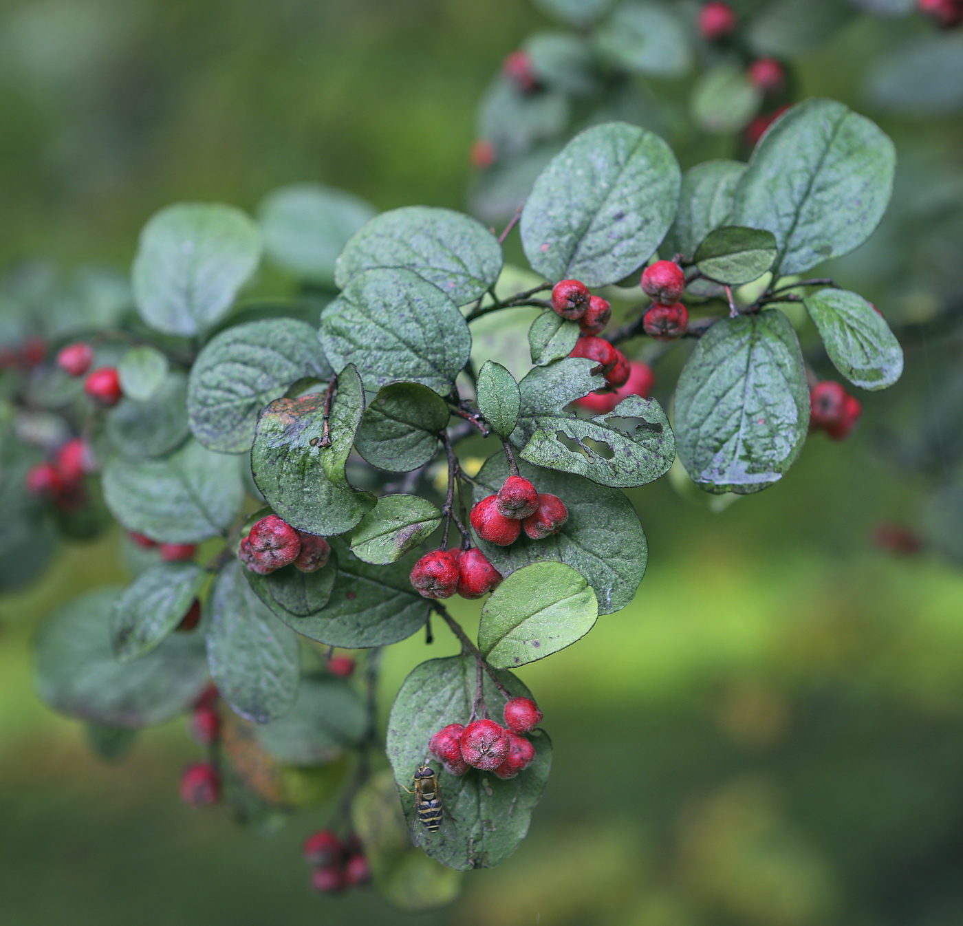 Image of Cotoneaster tomentosus specimen.