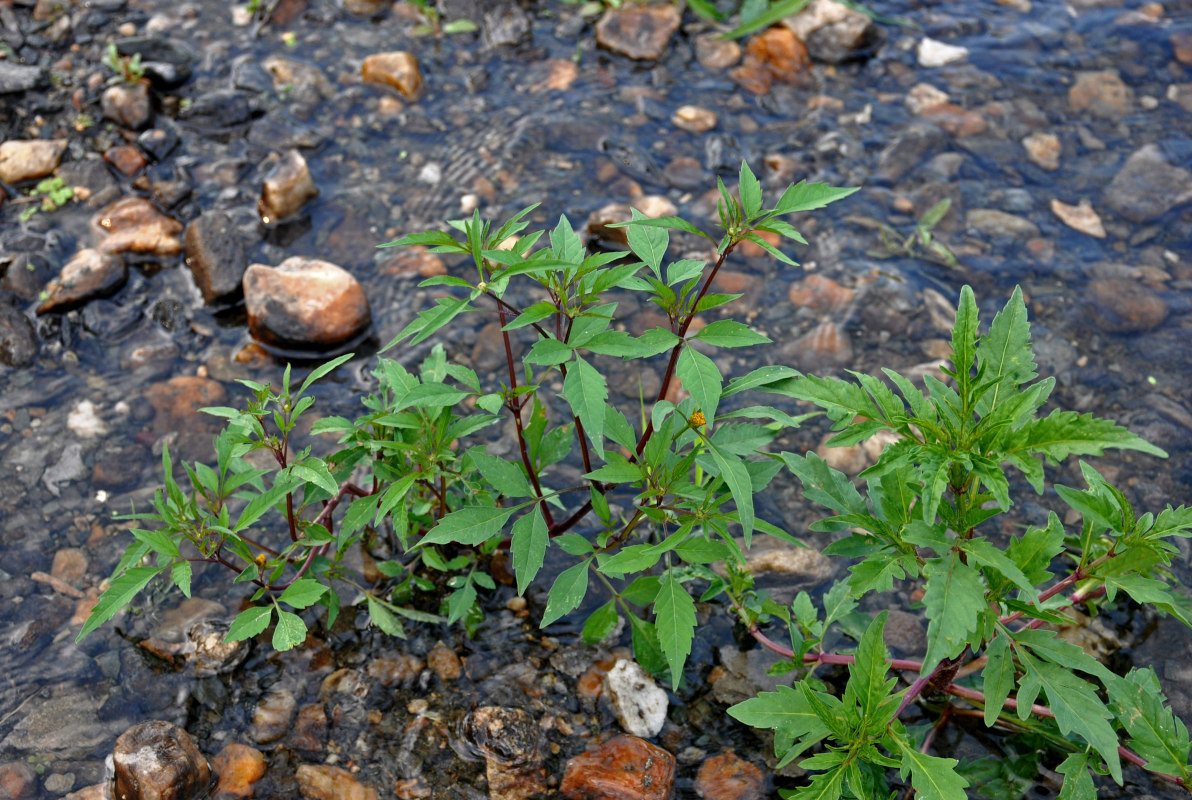 Image of Bidens frondosa specimen.