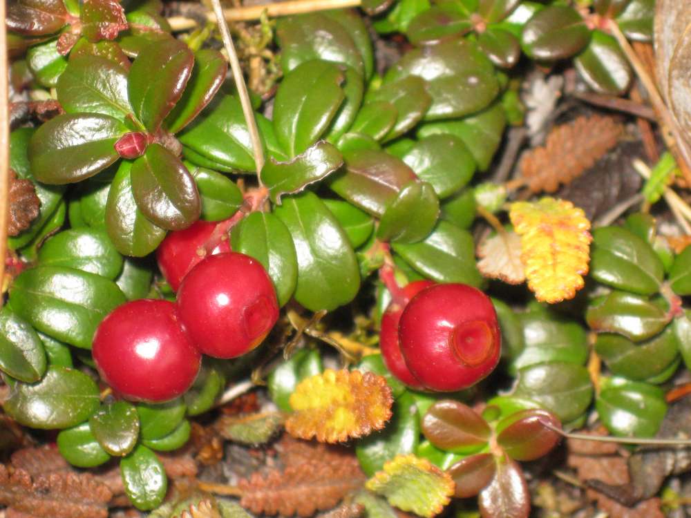 Image of Vaccinium vitis-idaea var. minus specimen.