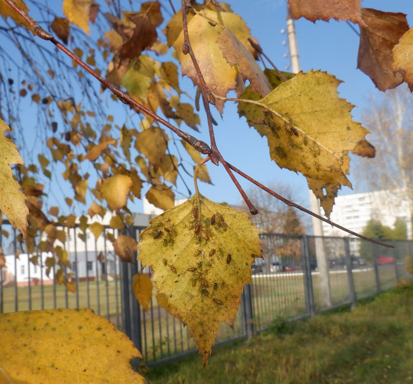 Изображение особи Betula pendula.