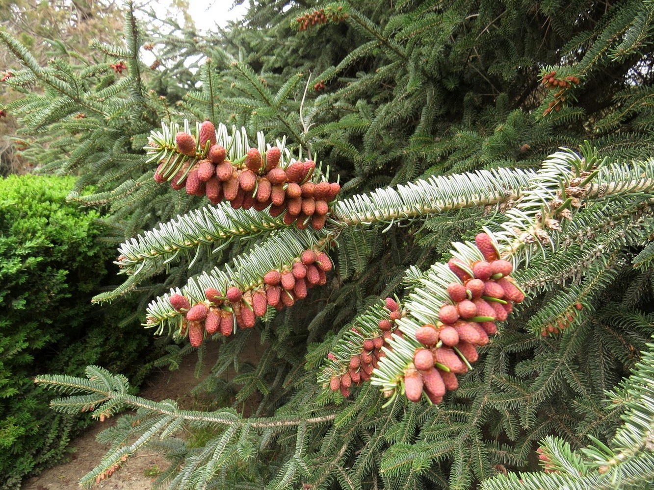 Изображение особи Abies pinsapo.