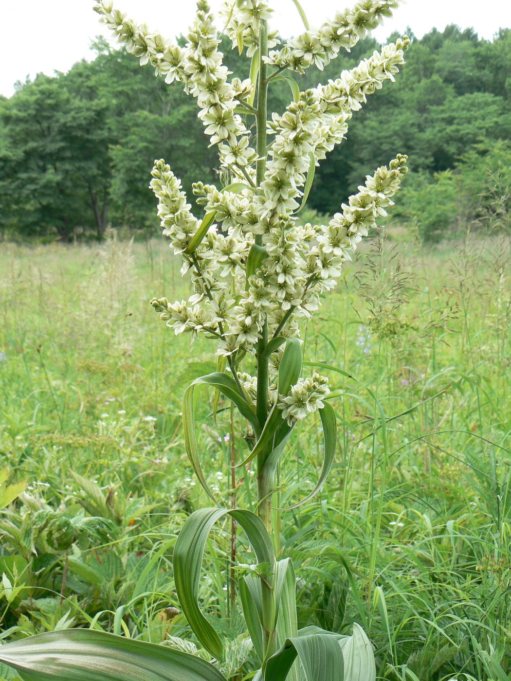 Image of Veratrum dahuricum specimen.