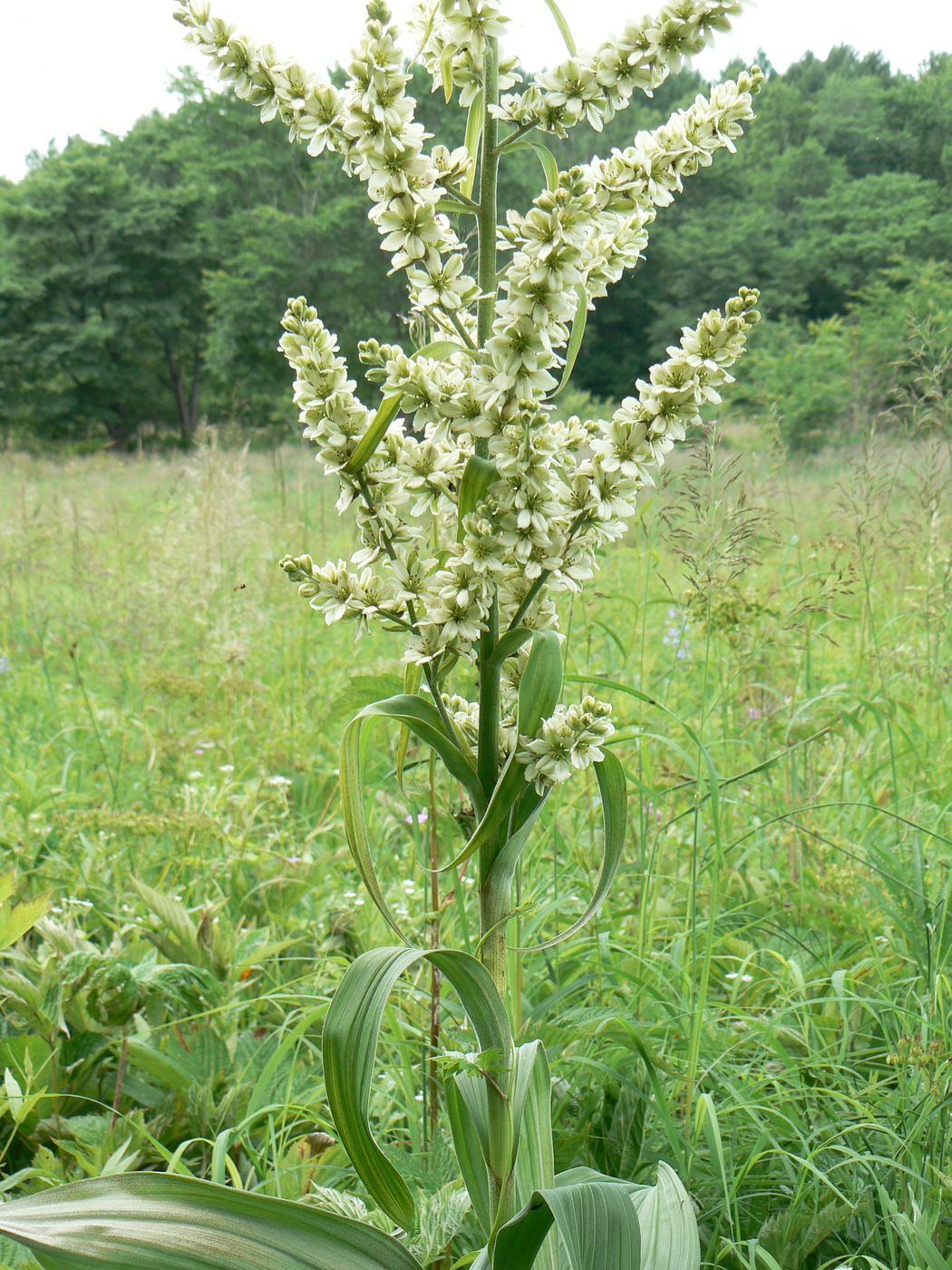 Изображение особи Veratrum dahuricum.