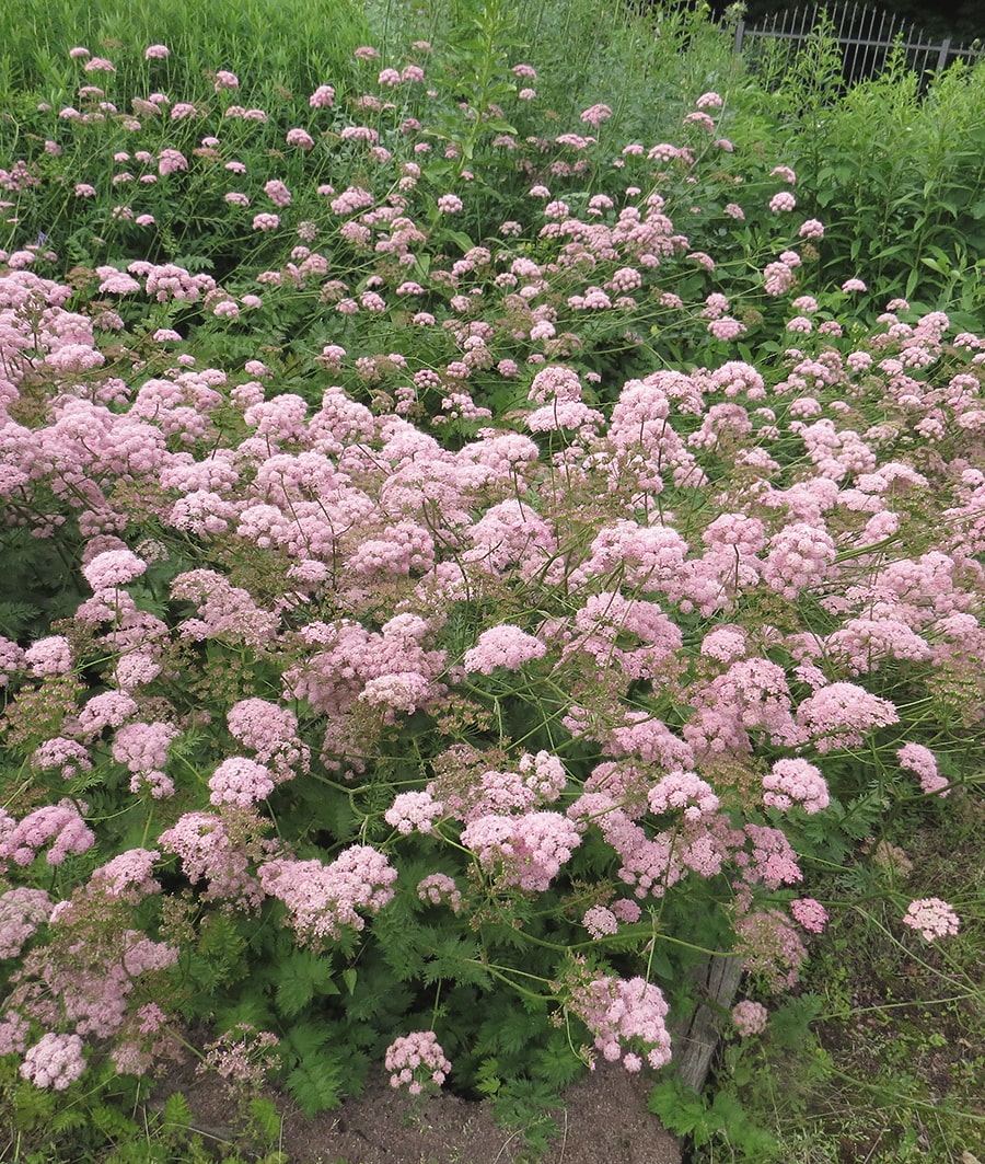 Изображение особи Pimpinella rhodantha.