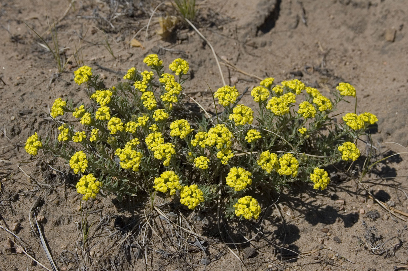 Изображение особи Alyssum lenense.