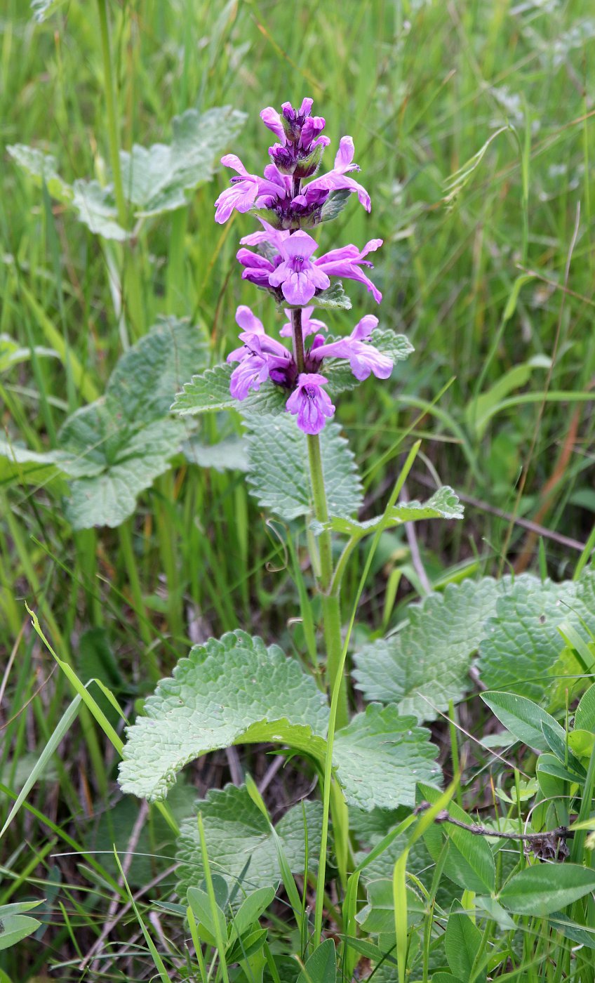 Изображение особи Betonica macrantha.