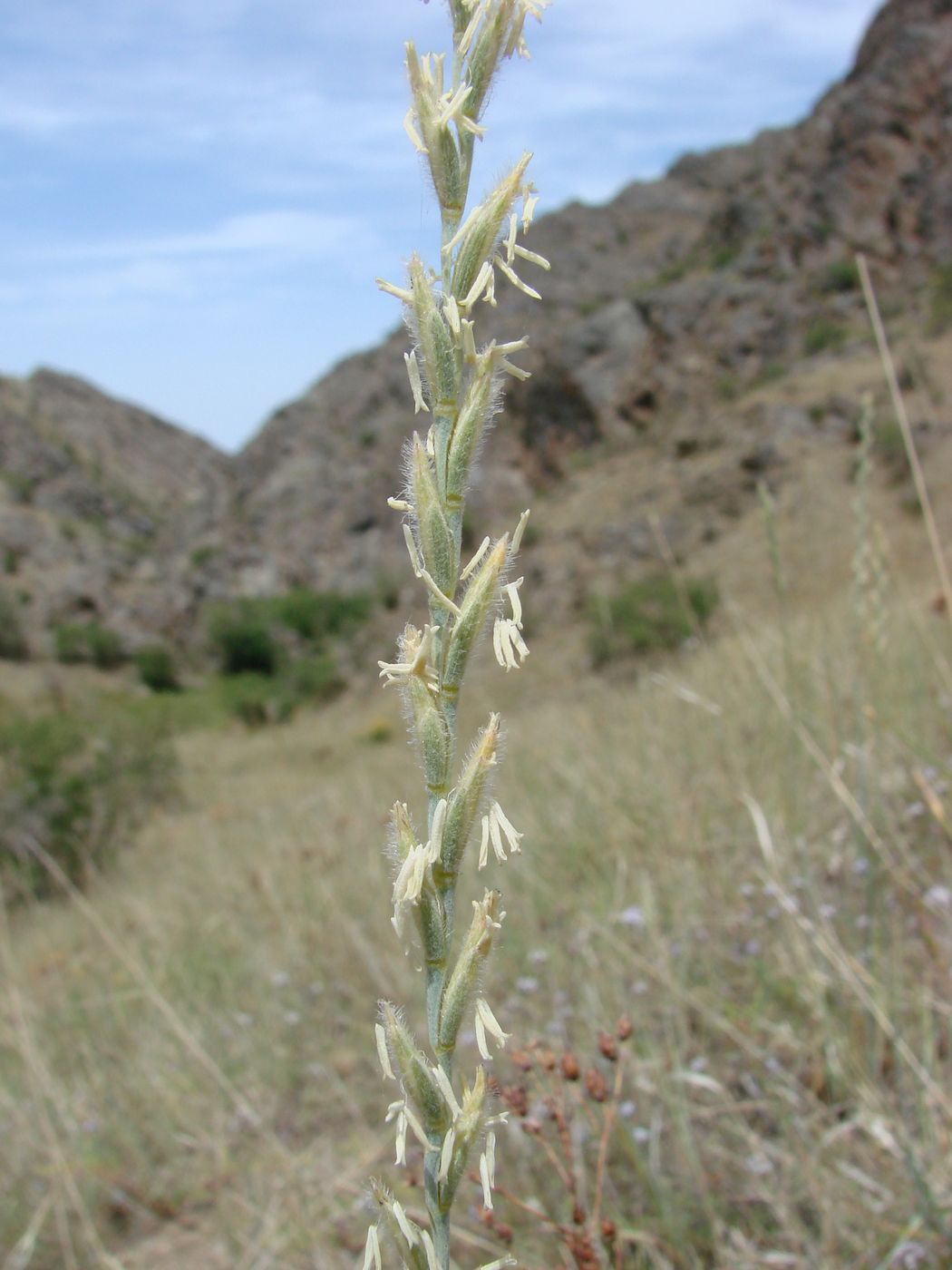 Изображение особи Elytrigia trichophora.