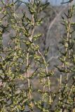 Haloxylon persicum. Ветви цветущего растения. Казахстан, Туркестанская обл., Сузакский р-н, Западная Бетпак-Дала, окр. пос. Кыземшек (бывш. Степной), равнинная полынно-боялычная пустыня, на песчаной почве. 28 апреля 2021 г.