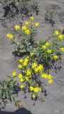 Senecio vernalis