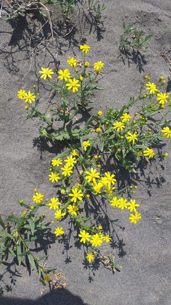 Изображение особи Senecio vernalis.