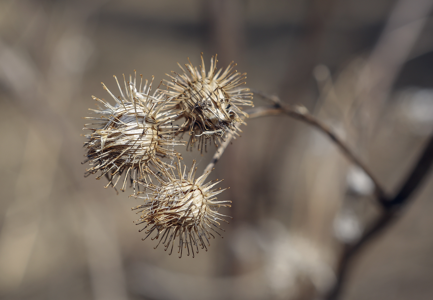 Изображение особи Arctium tomentosum.