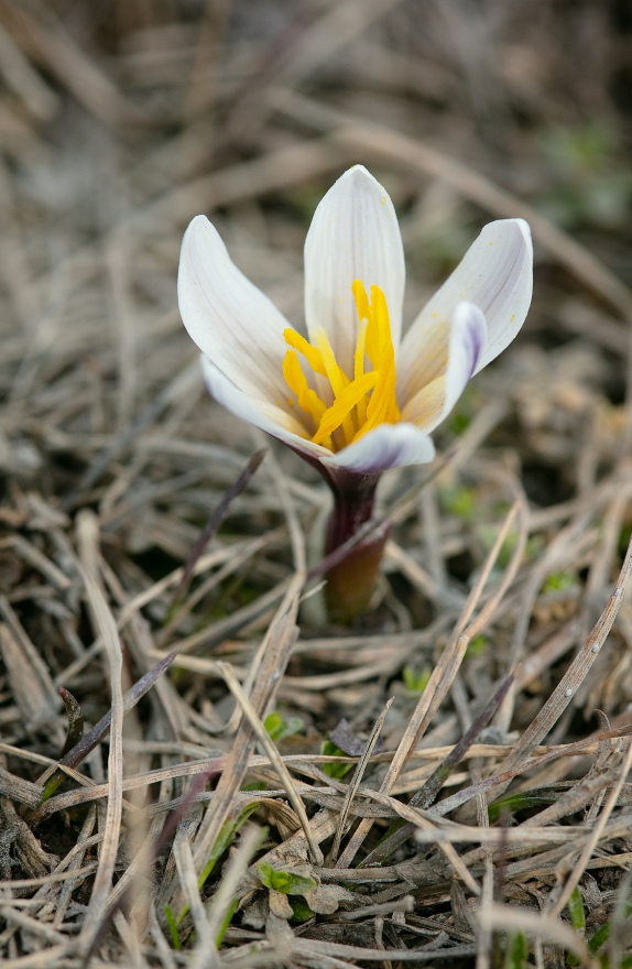 Изображение особи Colchicum kesselringii.