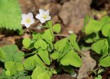 Oxalis acetosella