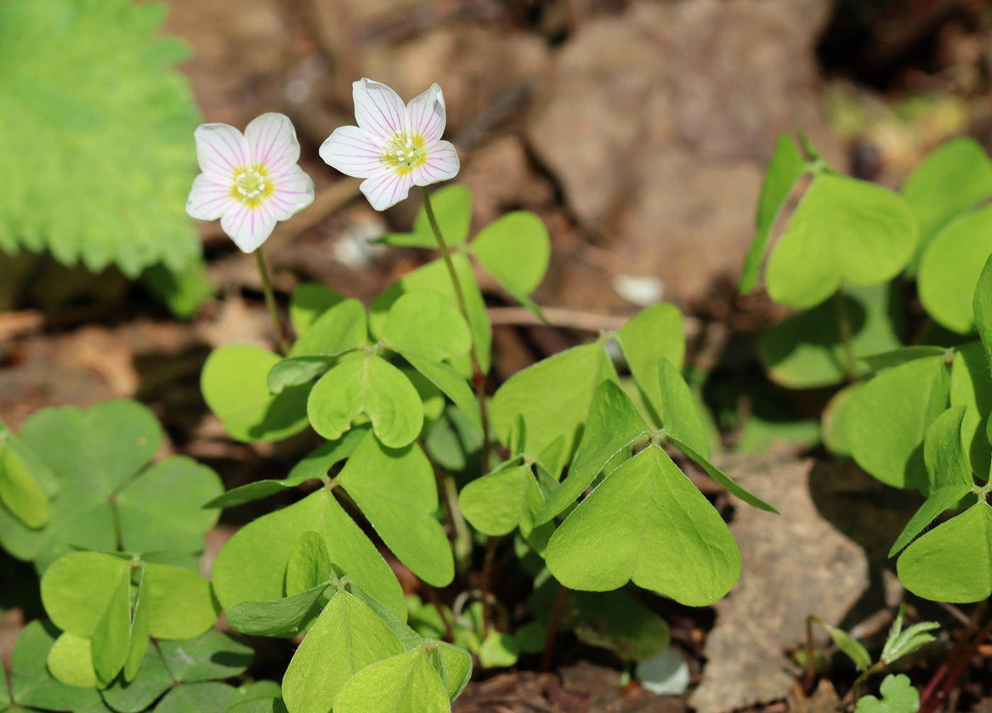 Изображение особи Oxalis acetosella.