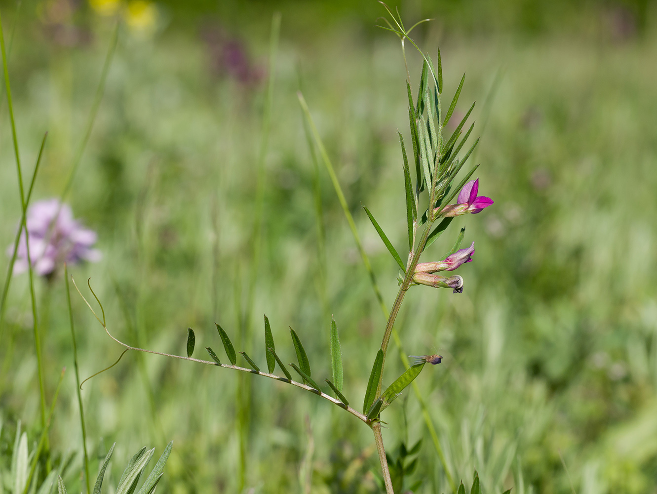 Image of Vicia angustifolia specimen.