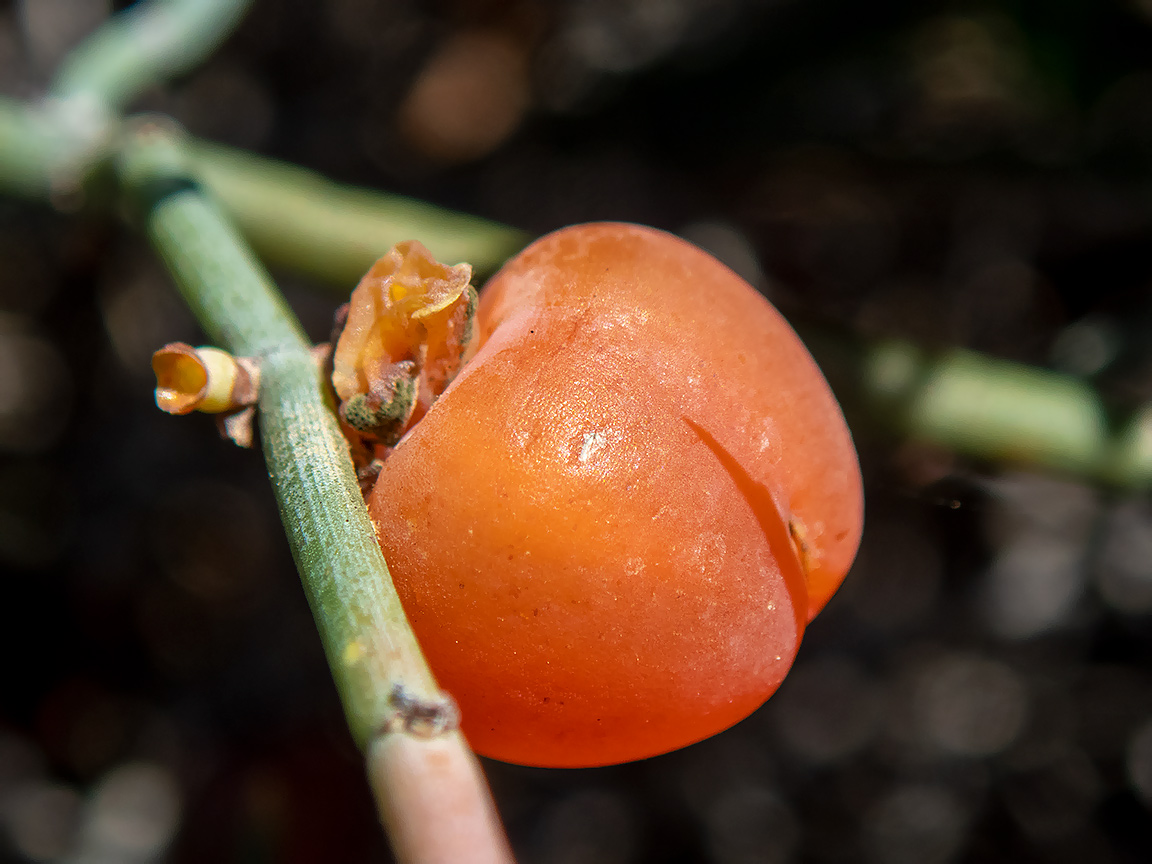 Image of Ephedra foeminea specimen.