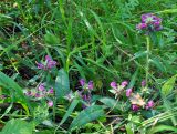 Pedicularis resupinata