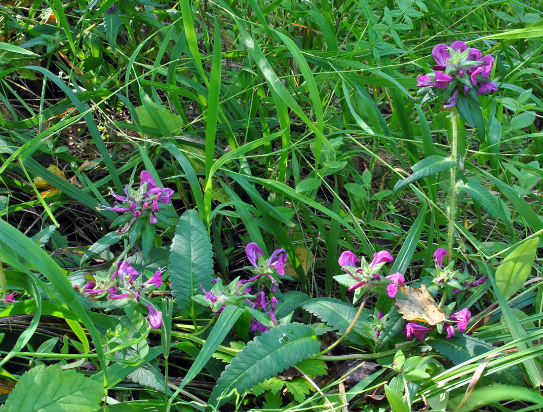 Изображение особи Pedicularis resupinata.