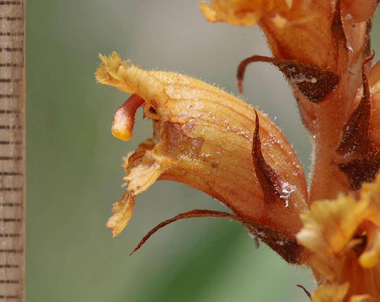 Изображение особи Orobanche alba ssp. xanthostigma.