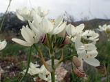 Ornithogalum arabicum. Соцветие с отдыхающими улитками. Греция, Эгейское море, о. Сирос, пос. Фабрика (Φάμπρικα), заросший приусадебный участок. 30.04.2021.