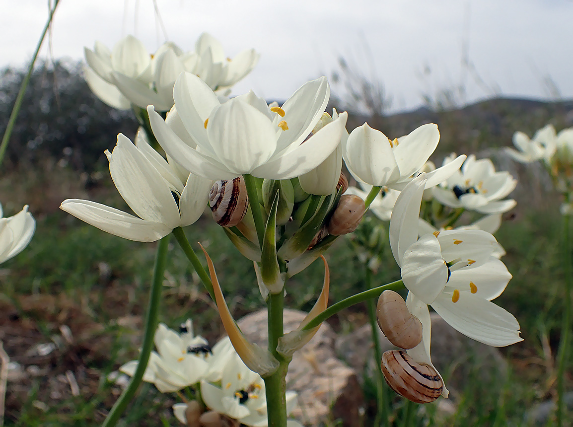 Изображение особи Ornithogalum arabicum.