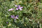 Malva sylvestris