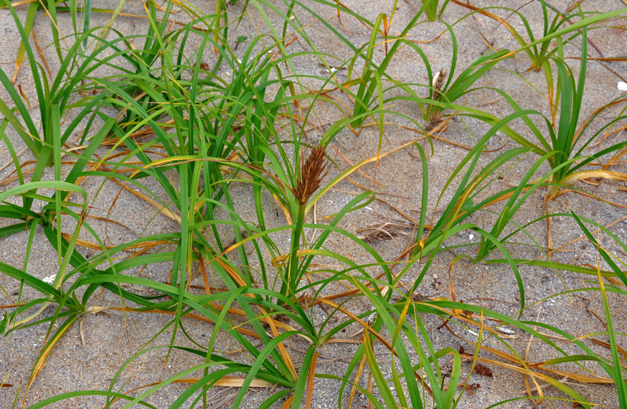 Изображение особи Carex macrocephala.