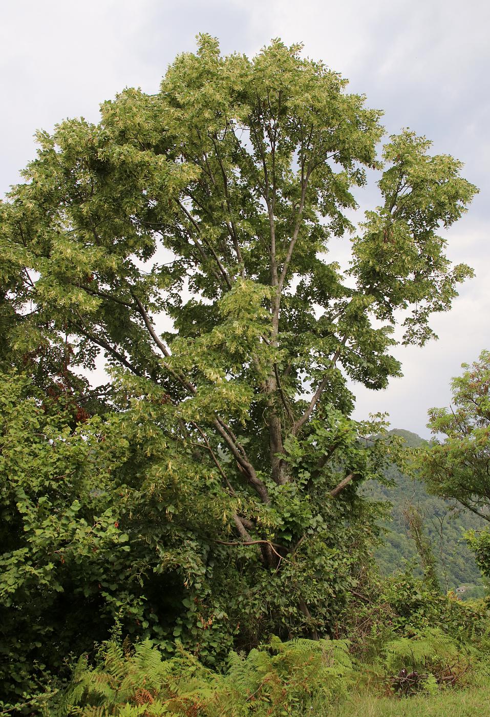 Изображение особи Tilia begoniifolia.