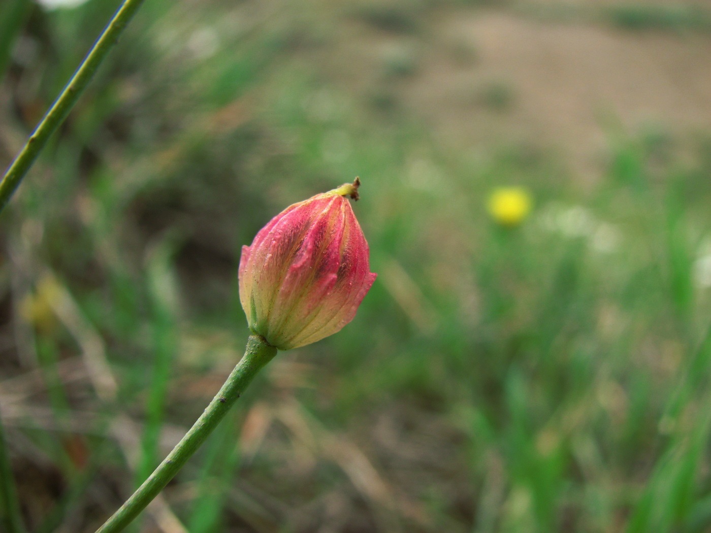 Изображение особи Bongardia chrysogonum.