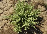 Halogeton glomeratus