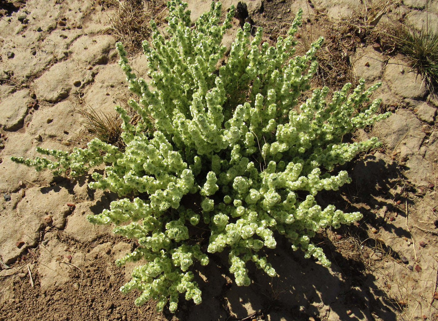 Image of Halogeton glomeratus specimen.