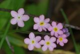 Myosotis sylvatica