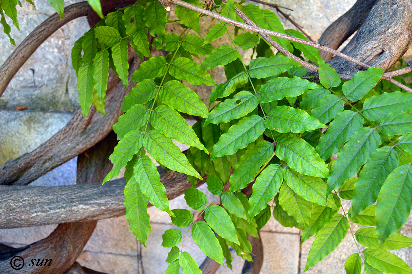 Image of Wisteria sinensis specimen.