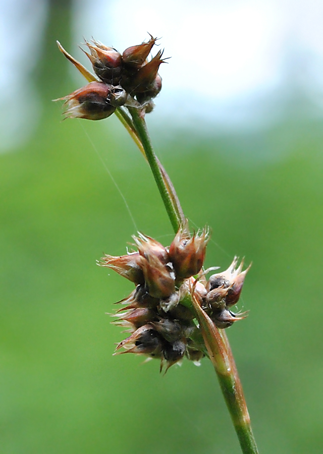 Image of Luzula confusa specimen.