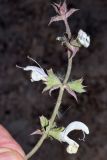 Salvia sclarea