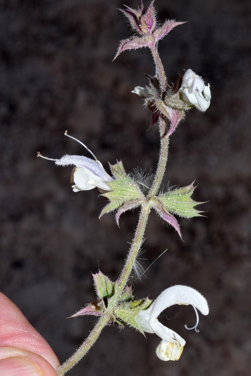 Image of Salvia sclarea specimen.